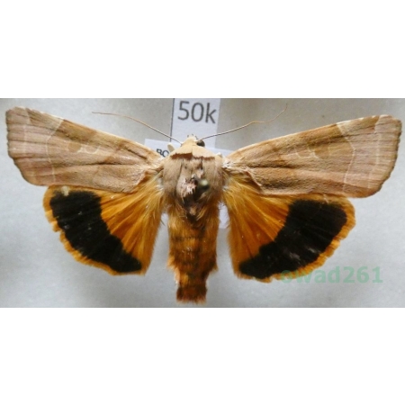 Noctua fimbriata (Schreber, 1759) Rolnica aksamitka Czech50k